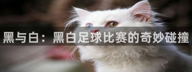  黑与白：黑白足球比赛的奇妙碰撞