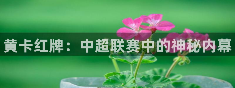  黄卡红牌：中超联赛中的神秘内幕